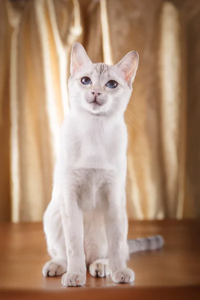 Gato tonkinés —  Fotos de Stock