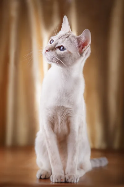 Tonkinese kočka — Stock fotografie