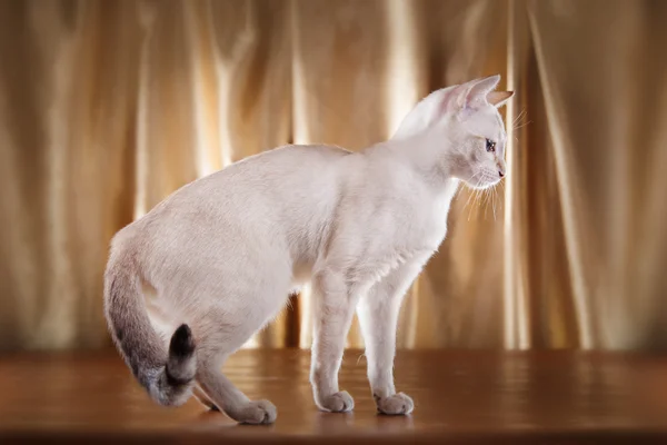 Tonkinese cat — Stock Photo, Image