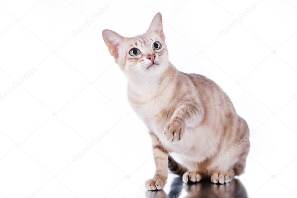 Tonkinese cat 