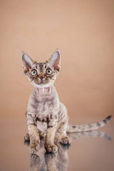 Devon Rex gato — Fotografia de Stock