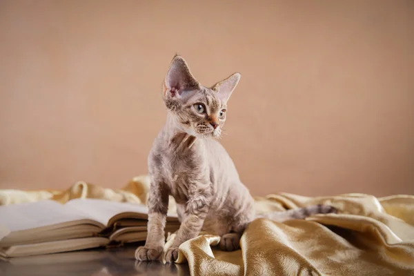 Devon rex cat — Zdjęcie stockowe