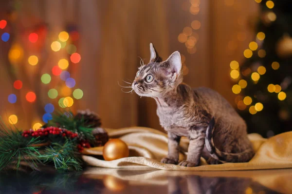 Devon Rex cat, Christmas and New Year — Stock Photo, Image