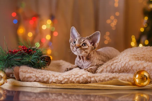 Devon Rex katt, jul och nyår — Stockfoto