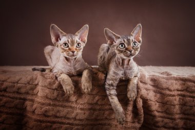Devon rex kedi