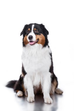 Köpek doğurmak Avustralyalı çoban, Aussie