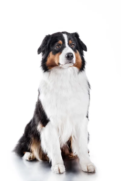 Dog breed Australian Shepherd, Aussie — Stock Photo, Image