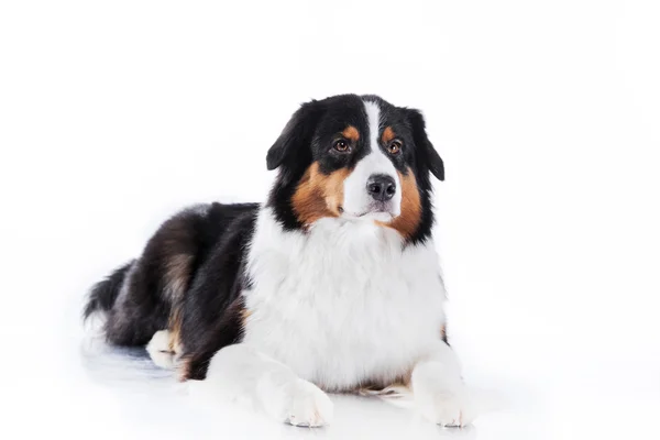 Dog breed Australian Shepherd, Aussie — Stock Photo, Image