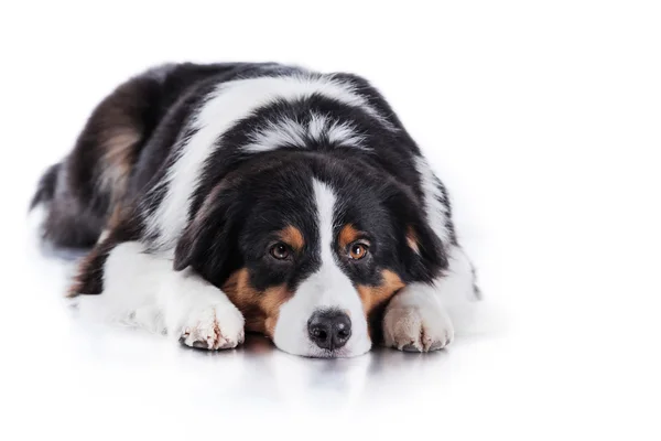 Dog breed Australian Shepherd, Aussie — Stock Photo, Image