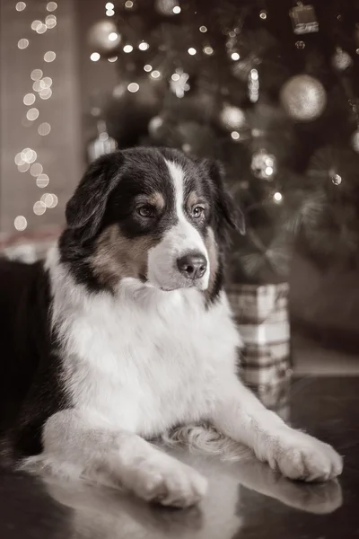 Dog breed Australian Shepherd, Aussie, Christmas and New Year — Stock Photo, Image