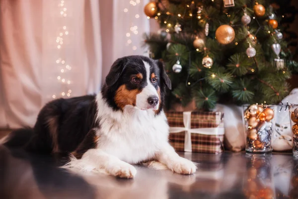 Dog breed Australian Shepherd, Aussie, Christmas and New Year — Stok Foto