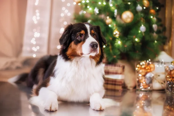 Dog breed Australian Shepherd, Aussie, Christmas and New Year — Stock Photo, Image