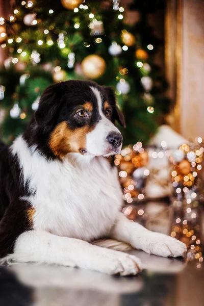 Hund rasen Australian Shepherd, Aussie, jul och nyår — Stockfoto
