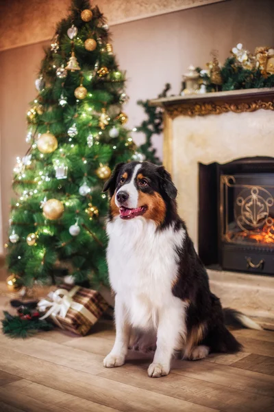 狗繁殖澳大利亚牧羊犬，澳元、 圣诞节和新年 — 图库照片