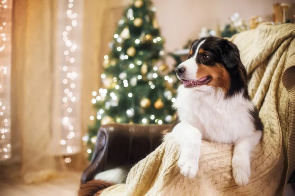 Dog breed Australian Shepherd, Aussie, Christmas and New Year — Stock Photo, Image