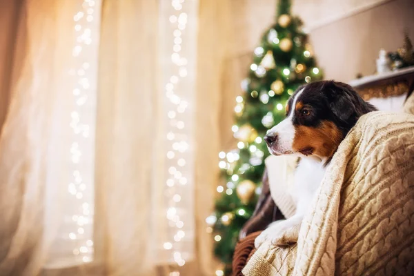 Raça cão Pastor australiano, australiano, Natal e Ano Novo — Fotografia de Stock