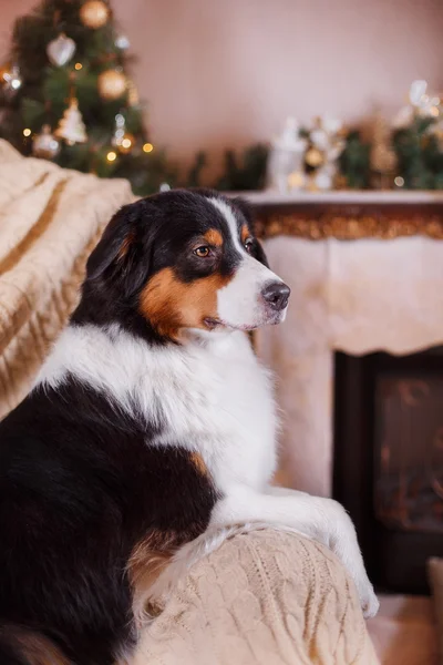 Köpek doğurmak Avustralyalı çoban, Aussie, Noel ve yeni yıl — Stok fotoğraf