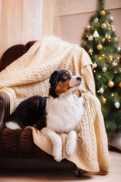 Dog breed Australian Shepherd, Aussie, Christmas and New Year — Stock Photo, Image
