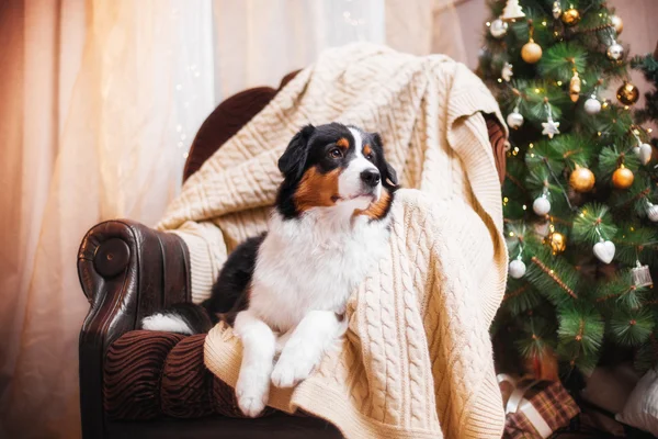 Hunderasse australischer Schäferhund, aussie, Weihnachten und Neujahr — Stockfoto