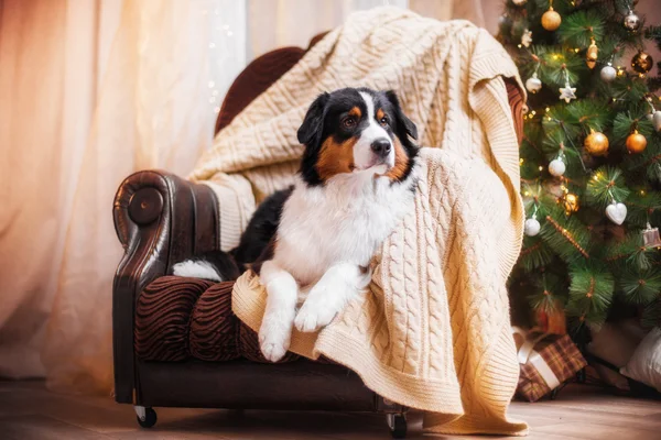 Köpek doğurmak Avustralyalı çoban, Aussie, Noel ve yeni yıl — Stok fotoğraf