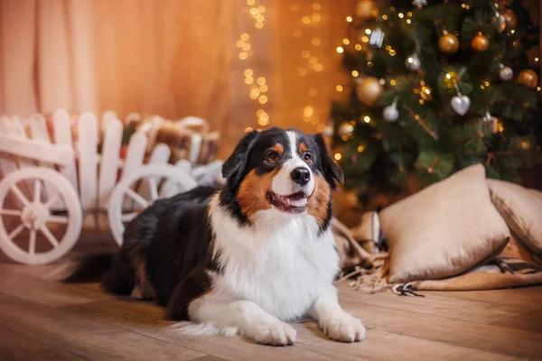 Köpek doğurmak Avustralyalı çoban, Aussie, Noel ve yeni yıl — Stok fotoğraf