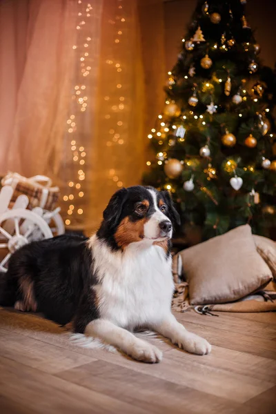 Hund rasen Australian Shepherd, Aussie, jul och nyår — Stockfoto