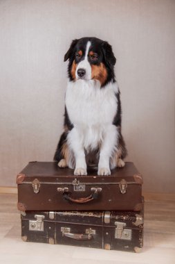 Köpek doğurmak Avustralyalı çoban, Aussie