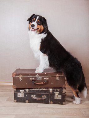 Köpek doğurmak Avustralyalı çoban, Aussie