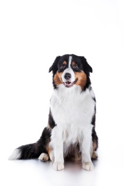 Köpek doğurmak Avustralyalı çoban, Aussie