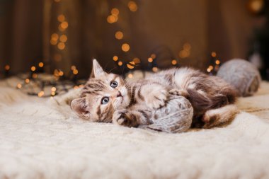 İngiliz yavru kedi, Noel ve yeni yıl