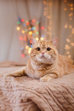 İngiliz yavru kedi, Noel ve yeni yıl
