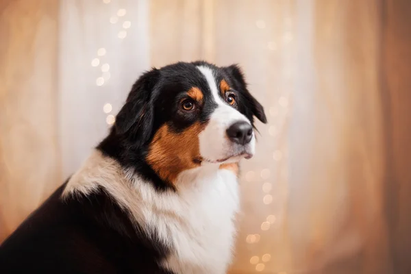 Dog breed Australian Shepherd, Aussie — Stock Photo, Image