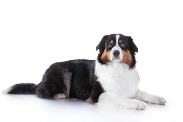 Dog breed Australian Shepherd, Aussie — Stock Photo, Image