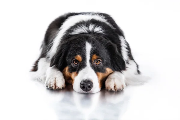 Dog breed Australian Shepherd, Aussie — Stock Photo, Image