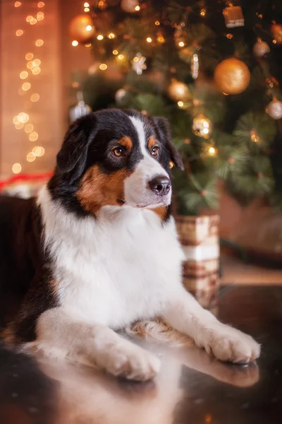 Pies rasy Owczarek australijski, Aussie, Boże Narodzenie i nowy rok — Zdjęcie stockowe