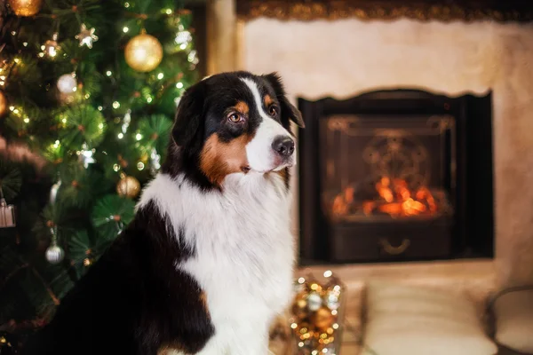 Dog breed Australian Shepherd, Aussie, Christmas and New Year — Stock Photo, Image