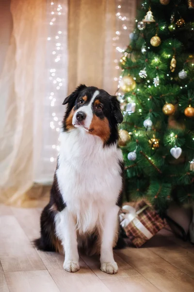 Dog breed Australian Shepherd, Aussie, Christmas and New Year — Stock Photo, Image