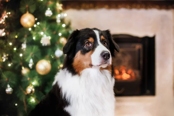 Pies rasy Owczarek australijski, Aussie, Boże Narodzenie i nowy rok — Zdjęcie stockowe