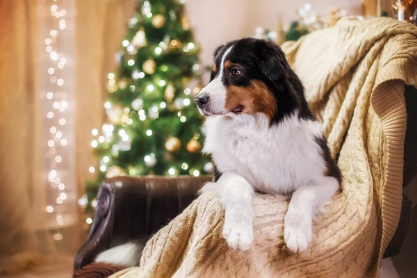 Köpek doğurmak Avustralyalı çoban, Aussie, Noel ve yeni yıl — Stok fotoğraf