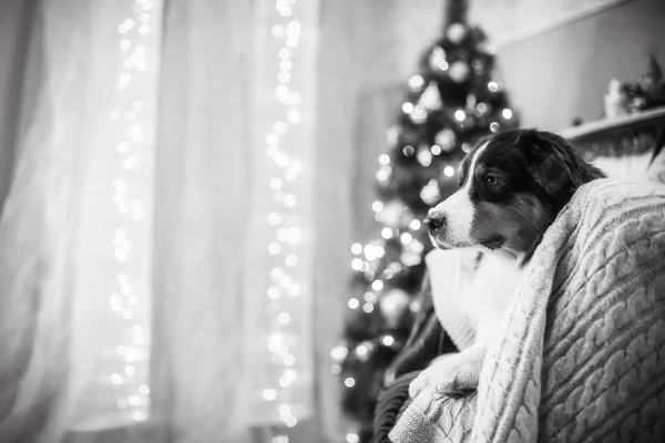 Hunderasse australischer Schäferhund, aussie, Weihnachten und Neujahr — Stockfoto