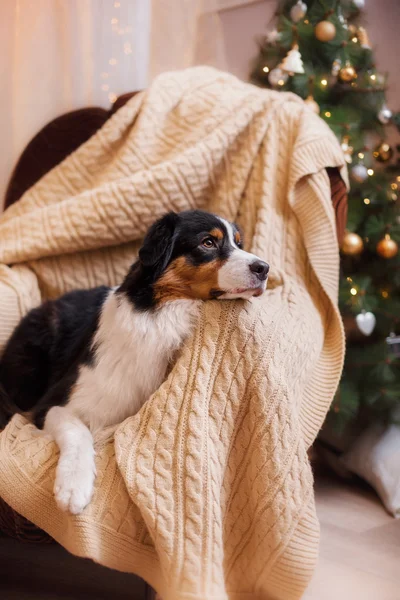 Dog breed Australian Shepherd, Aussie, Christmas and New Year — Stock Photo, Image