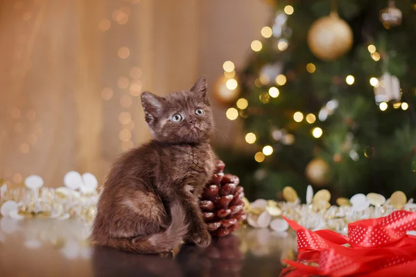 Brittiska kattunge, jul och nyår — Stockfoto