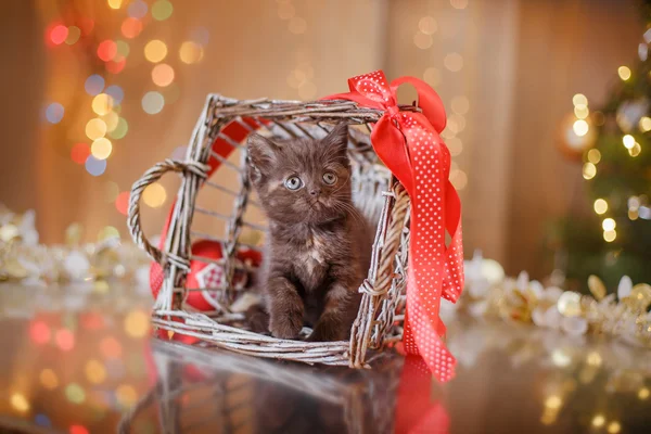 British kitten, Christmas and New Year — Stock Photo, Image