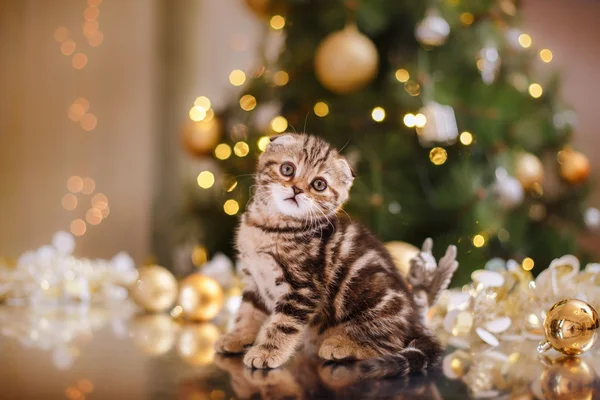 British kitten, Christmas and New Year — Stock Photo, Image
