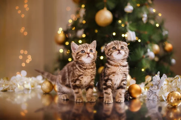 British kitten, Christmas and New Year — Stock Photo, Image