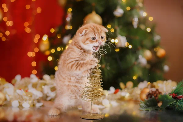 British kitten, Christmas and New Year — Stock Photo, Image