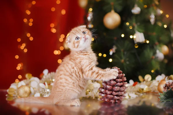 Kotka brytyjska, Boże Narodzenie i nowy rok — Zdjęcie stockowe