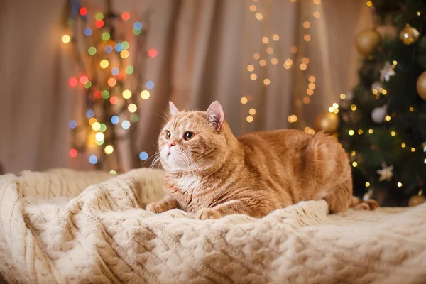 Britisches Kätzchen, Weihnachten und Neujahr — Stockfoto