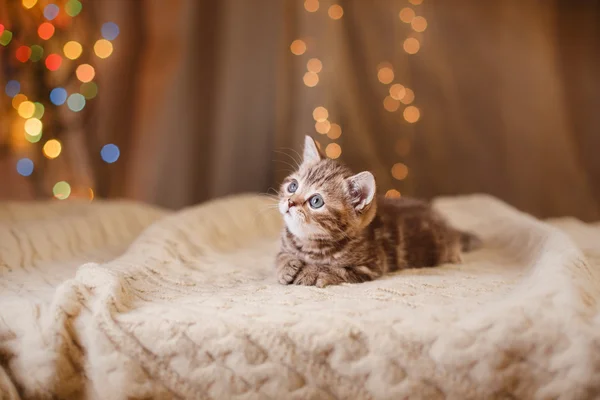 Gatinho britânico, Natal e Ano Novo — Fotografia de Stock