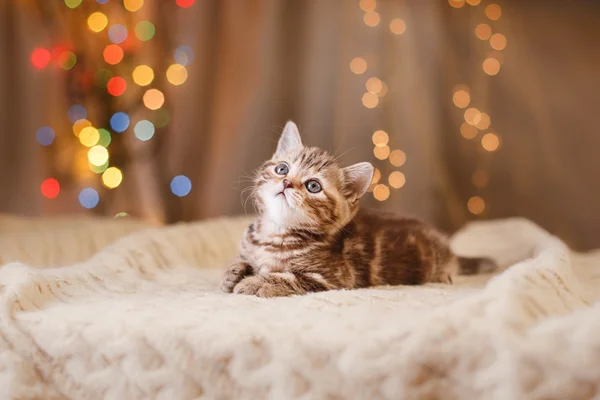 Gatinho britânico, Natal e Ano Novo — Fotografia de Stock